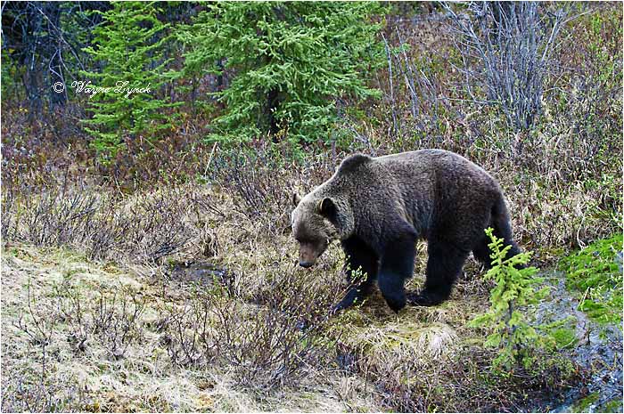 Mountain Grizzly Bear 108 by Dr. Wayne Lynch &copy;
